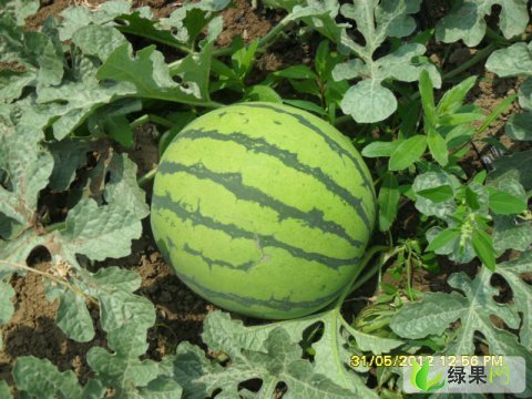 黑金刚，丰乐6价格