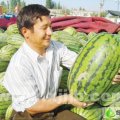 新疆昌吉市西瓜供应安农二号