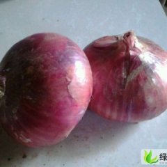 山东单县红皮洋葱出售