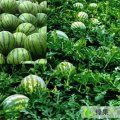 陕西大荔京欣：鲁安村张先生