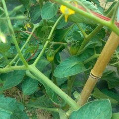 河南滑县圣女果、小西红：城关镇史文峰