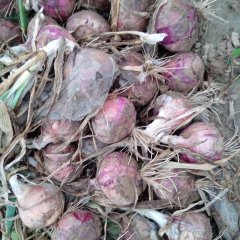 山东惠民红皮洋葱：姜楼镇史吉友