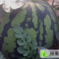 湖北钟祥京欣：官庄湖贾井春
