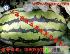 山西忻府西农8号西瓜种植基地，批发西瓜价格