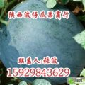 陕西省大荔县张波 黑皮无籽西瓜