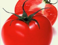 山西祁县以色列西红柿还有半个月大量上市