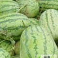 大量供应河南社旗冠龙西瓜口感甘甜