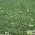 河南兰考地雷瓜：固阳镇黄攀行