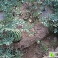 河南通许县，花皮无籽：玉皇庙，庞留杰