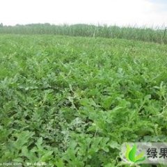 黑龙江富锦182.花皮 。绿皮。999等