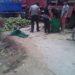 陕西早玉米棒子：云阳镇小剑