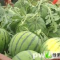 陕西大荔京欣：范家镇齐秀玲