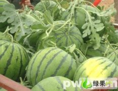 陕西大荔京欣：范家镇齐秀玲