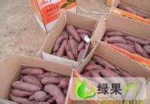 河北高阳龙署九：形果庄苏吉鹏