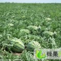 湖北京山花皮西瓜：官桥铺陈先生