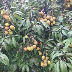 广东新兴新兴香荔：东成镇梁生