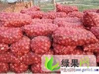 山东寒亭红皮洋葱：朱里镇小孙