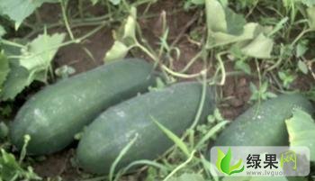 河北清苑子弹头黑皮冬瓜：河北省王盼柱