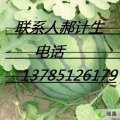 河北省新乐市 西瓜 香瓜 交易中心