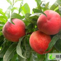 山东泗水毛桃：中册镇杨玉同