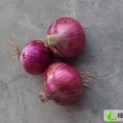 山东惠民红皮洋葱：申桥镇周曙光