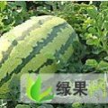 新疆呼图壁安农二号：张先生
