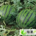 湖北钟祥长花瓜，圆花瓜：官庄湖小常