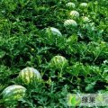 陕西大荔京欣：羌白镇王建民