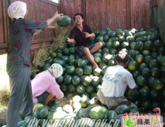 湖北宜城黑美人：板桥店陈生安