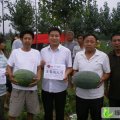 河南省通许县龙卷风西瓜：大岗李乡赫亚朋