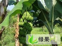 广西西乡塘巴西香焦/王帝香焦/威廉斯：金陵镇张富