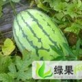 河南金明新机遇、黑金刚：开封市郭保利