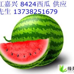 浙江南湖8424西瓜：风桥镇张文峰