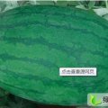 山东惠民高抗8号：麻店镇王