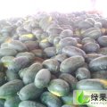 山东东明黑美人：马头镇杨先生