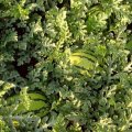 新疆昌吉市花皮无籽：二六工袁先生