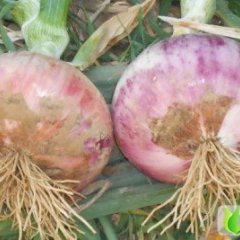 山东惠民红皮洋葱：姜楼小姜