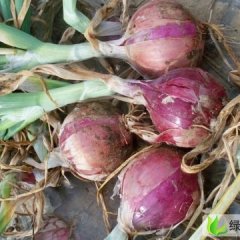 山东桓台红皮洋葱：新城镇邓俊华