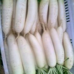 河北尚义各类新鲜蔬菜：大青沟张先生