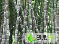 广东翁源大灰种甘蔗