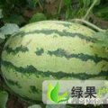 山东惠民冠龙：胡集镇赵坤