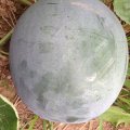 湖北松滋黑皮无籽：老城镇小古