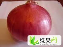山东惠民红皮洋葱：姜楼镇赵朋