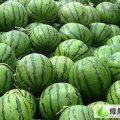 河北清苑京欣：张登小杜