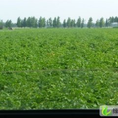 供应：山东昌邑 万亩荷兰土豆7月1号陆续上市