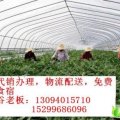 新疆昌吉市安农2号：105团谷