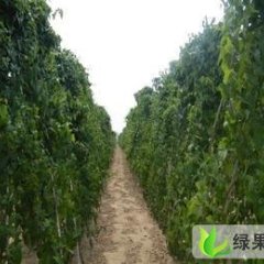 河北饶阳麻山药：大官厅赵女士