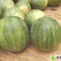 河南临颍花皮无籽：曹小虎