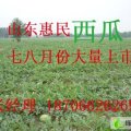 山东惠民冠龙：辛店乡张孝松