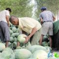 山东章丘丰收三：高官寨张业东